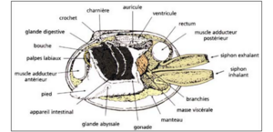 Page14-bas-Anatomie_de_palourde2.png
