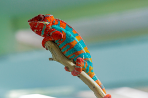 Page14-Caméléon.PNG