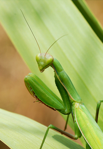 Page14-droit-Mantid_August_2007-3.jpeg