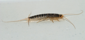 Page14-haut-Silverfish.PNG