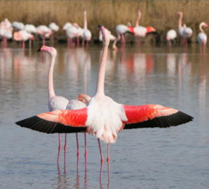 Page14-Flamands roses.PNG