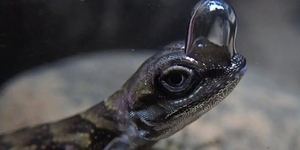 Page14-anolis aquaticus.jpeg
