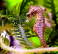 Page14-Hippocampus_zosterae_1.PNG